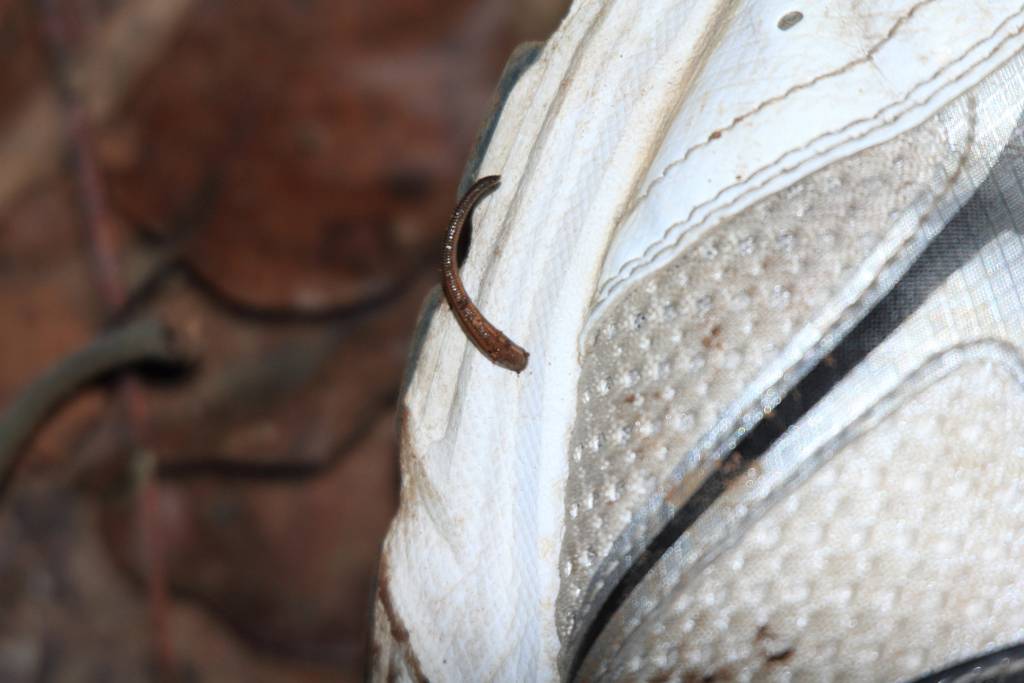 IMG_2725.JPG - Wilder Blutegel auf meinem Schuh - ließ sich kaum entfernen.