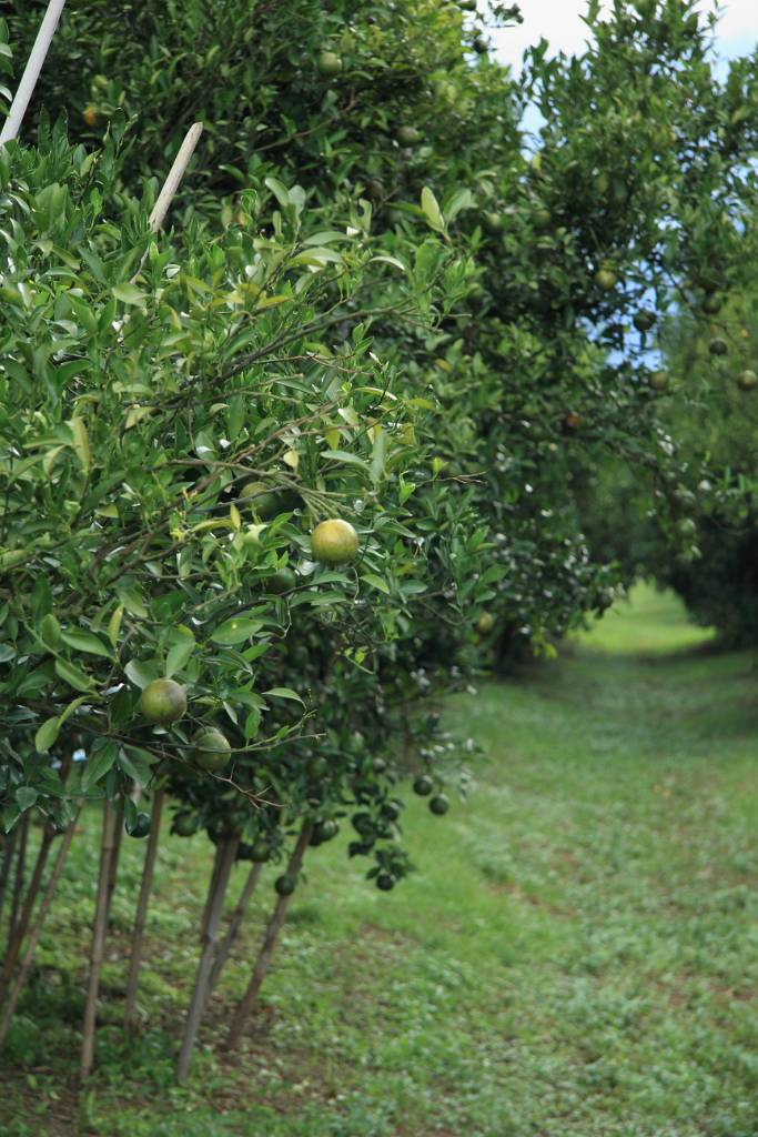IMG_3218.JPG - Wir halten an einer Obstplantage.