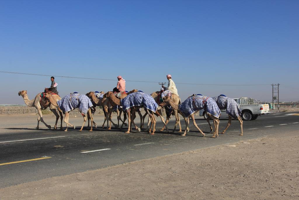 IMG_5117.JPG - 12.11.2013: Auf unserem Weg nach Maskat, kommen wir bei einer Kamelrennbahn vorbei. Maskat ist die Hauptstadt vom Sultanat Oman.