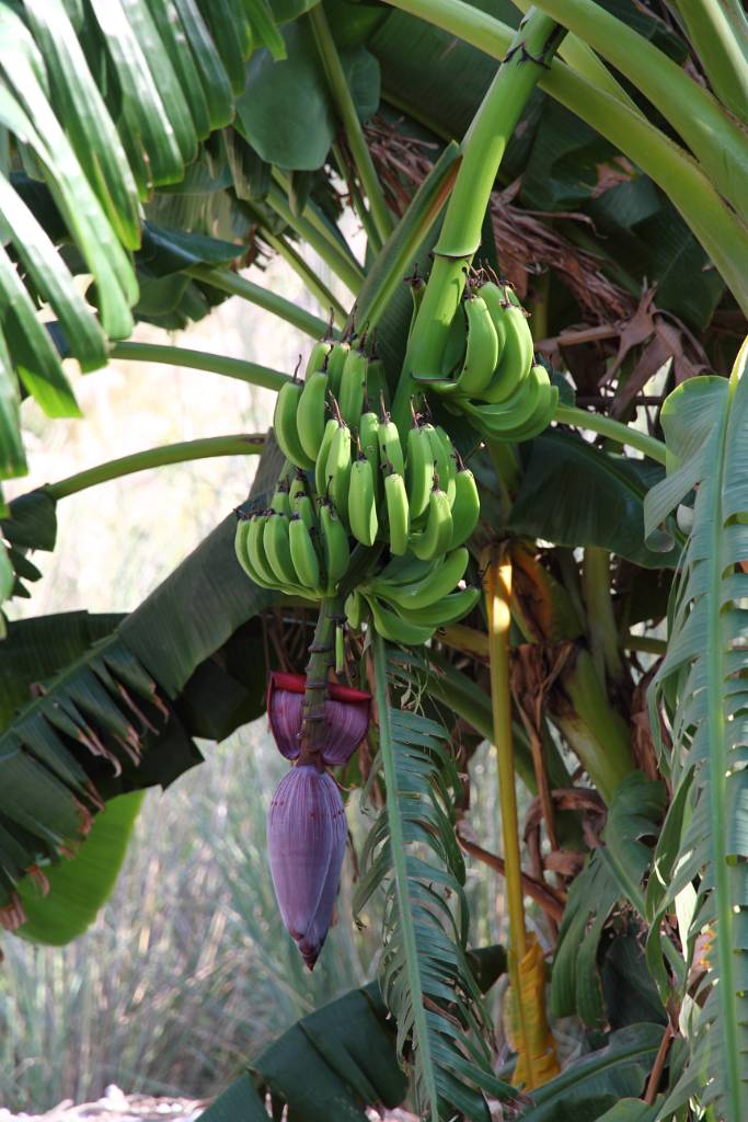 IMG_5340.JPG - Wir gehen vorbei an Bananenstauden hinein in das Tal.