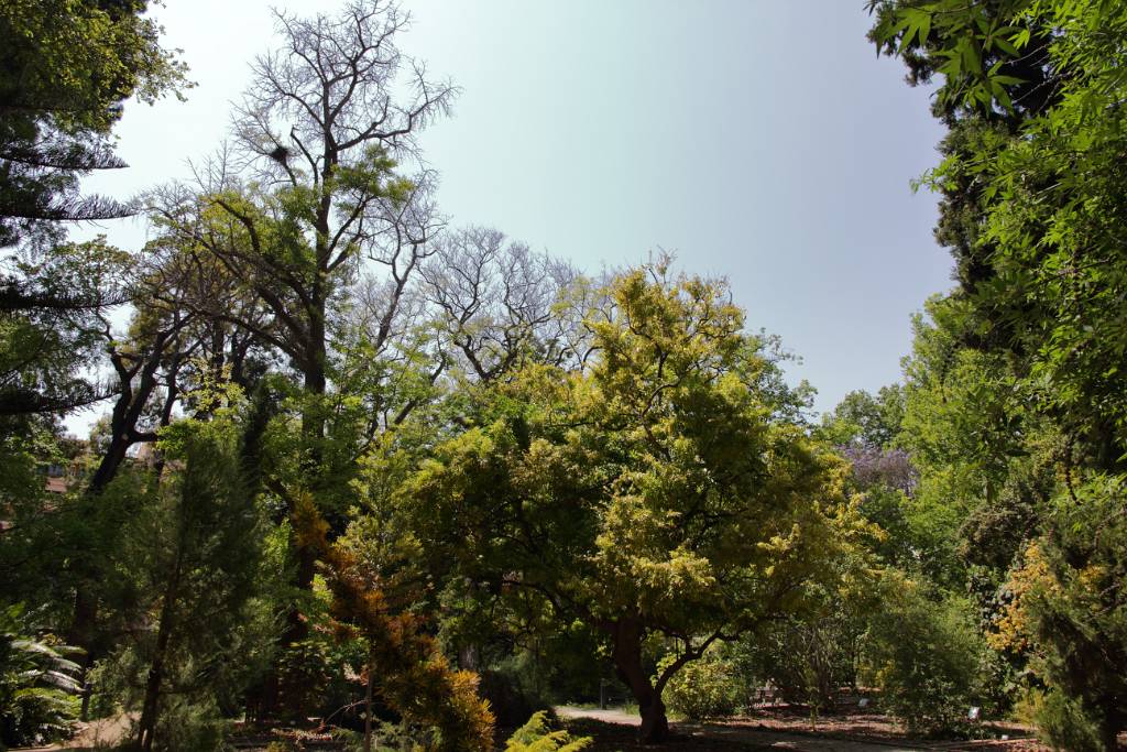 IMG_4008.JPG - Jetzt gönnen wir uns eine kleine Ruheoase. Wir besuchen den Jardin Botanico, einen der schönsten Gärten Valencias.